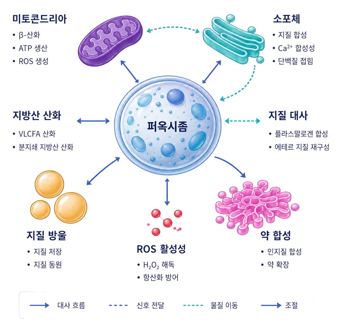 세포 소기관의 메커니즘 중심 해석 예시
