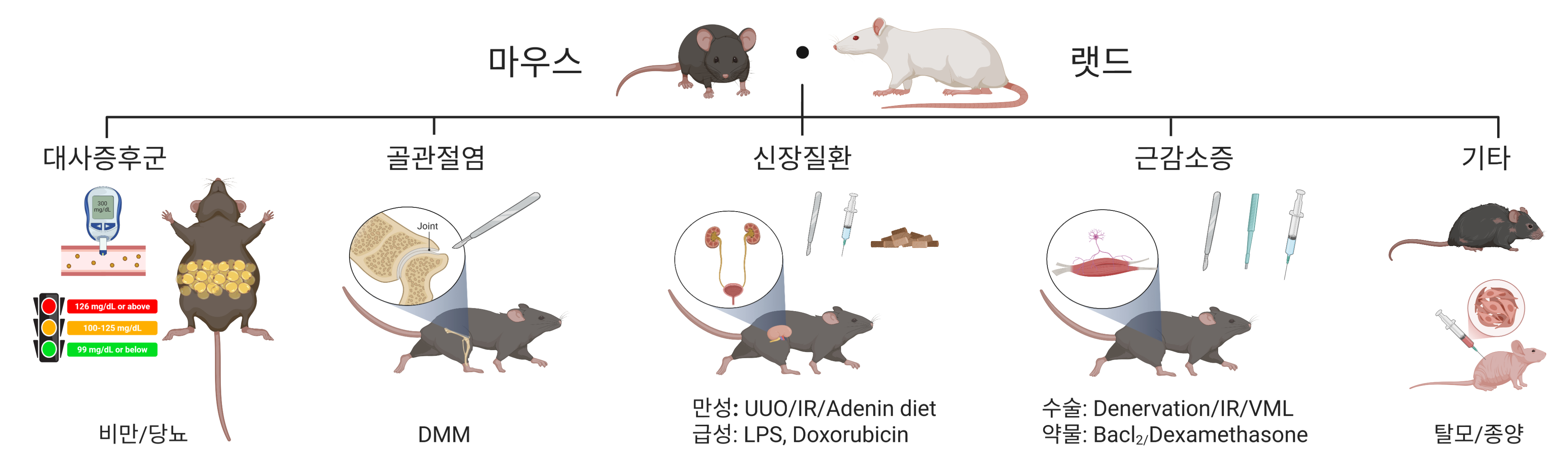 대사증후군, 골관절염, 신장질환, 근감소증 등 노화 관련 질환 마우스와 랫드 동물모델
